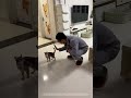 A smart and lovely kitten