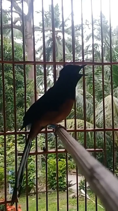 Murai batu NGEROL PANJANG
