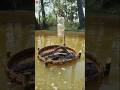 Amazing bamboo basket trap fishing system #fishing #trap #video #shorts #bamboo_basket_fishing