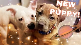 PUPPIES FIRST 24 HOURS in NEW HOME by Tawny Antle 5,008 views 3 years ago 13 minutes, 26 seconds