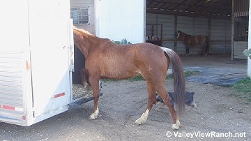 Abbys Cat - load, walk, jog, lope, stops, spins, dismount! - ValleyViewRanch.net
