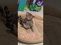どこかからくさい匂いがするんだけど…