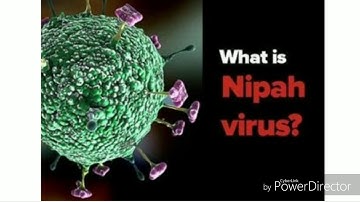 ALL YOU NEED TO KNOW ABOUT NIPAH VIRUS, symptoms, pretautions..