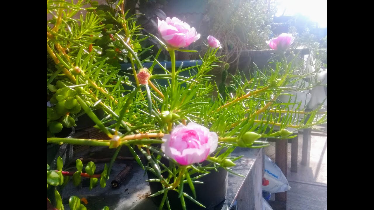 FACIL DE REPRODUCIR RAYITO DE SOL AMOR DE RATO VERANIEGA O PORTULACA