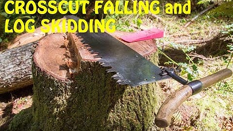 Crosscut Falling and Skidding a hemlock log for firewood.