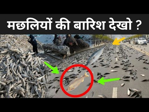 वीडियो: जुलाई में कौन सी मछली सबसे अच्छी पकड़ी जाती है