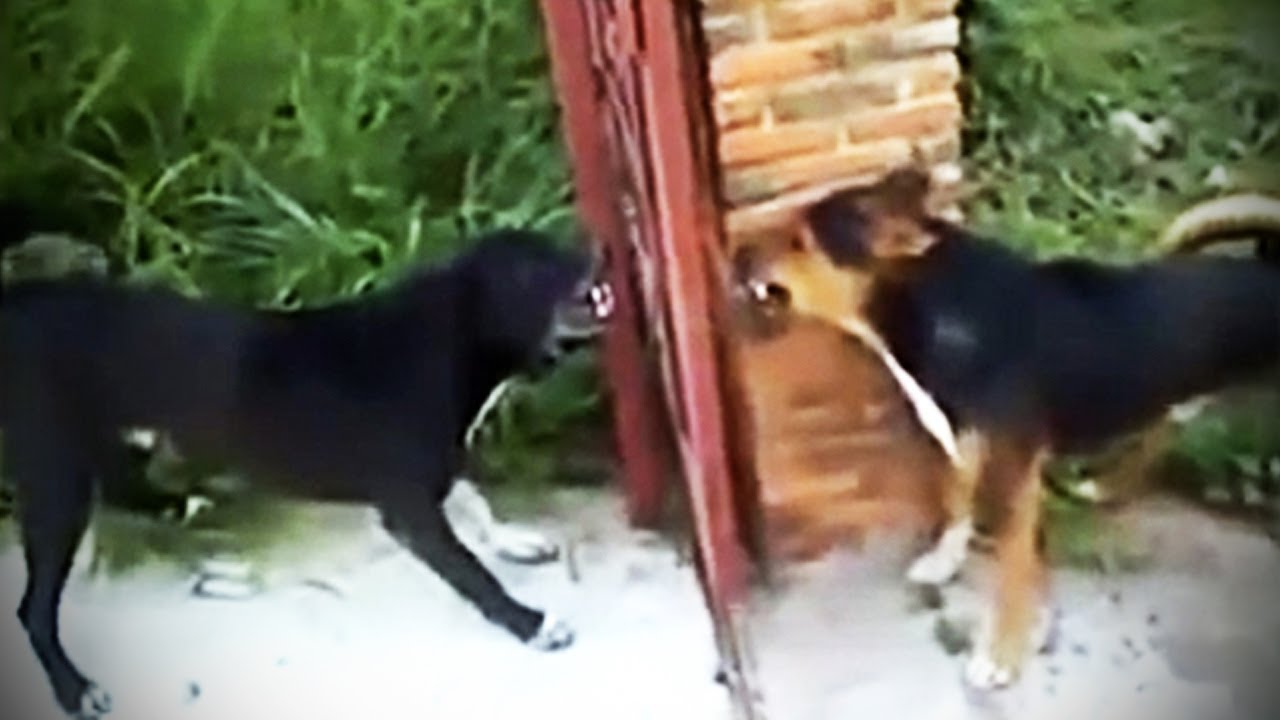 Собака гавкает видео. Собаки лают друг на друга через забор. Собаки ругаются. Собаки гавкают друг на друга. Собака лает.