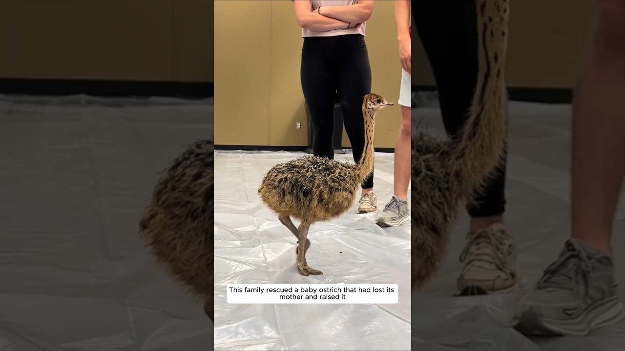 This family rescued a baby ostrich that had lost its mother and raised it 