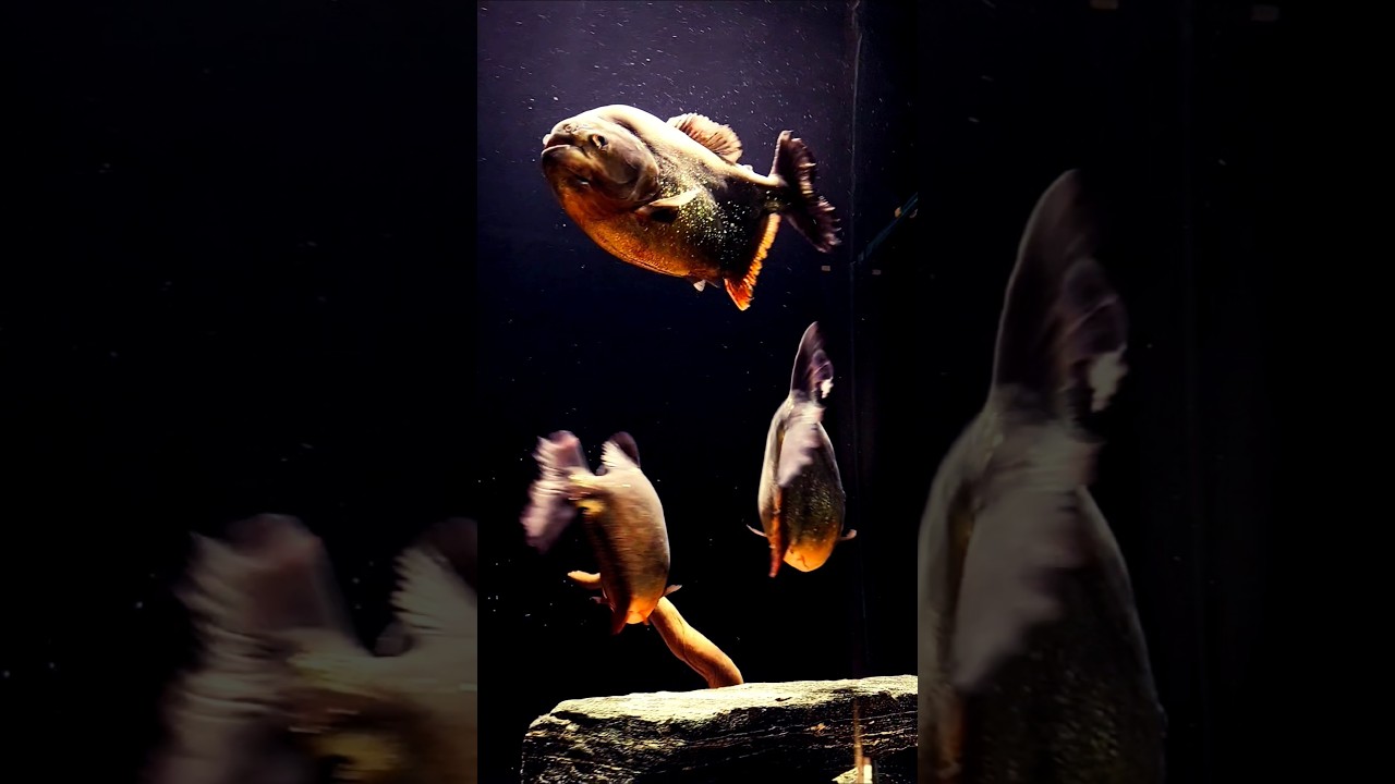 IDOL EYES 🐟✨ PIRANHAS FLOW IN DADDY’S TANKKK