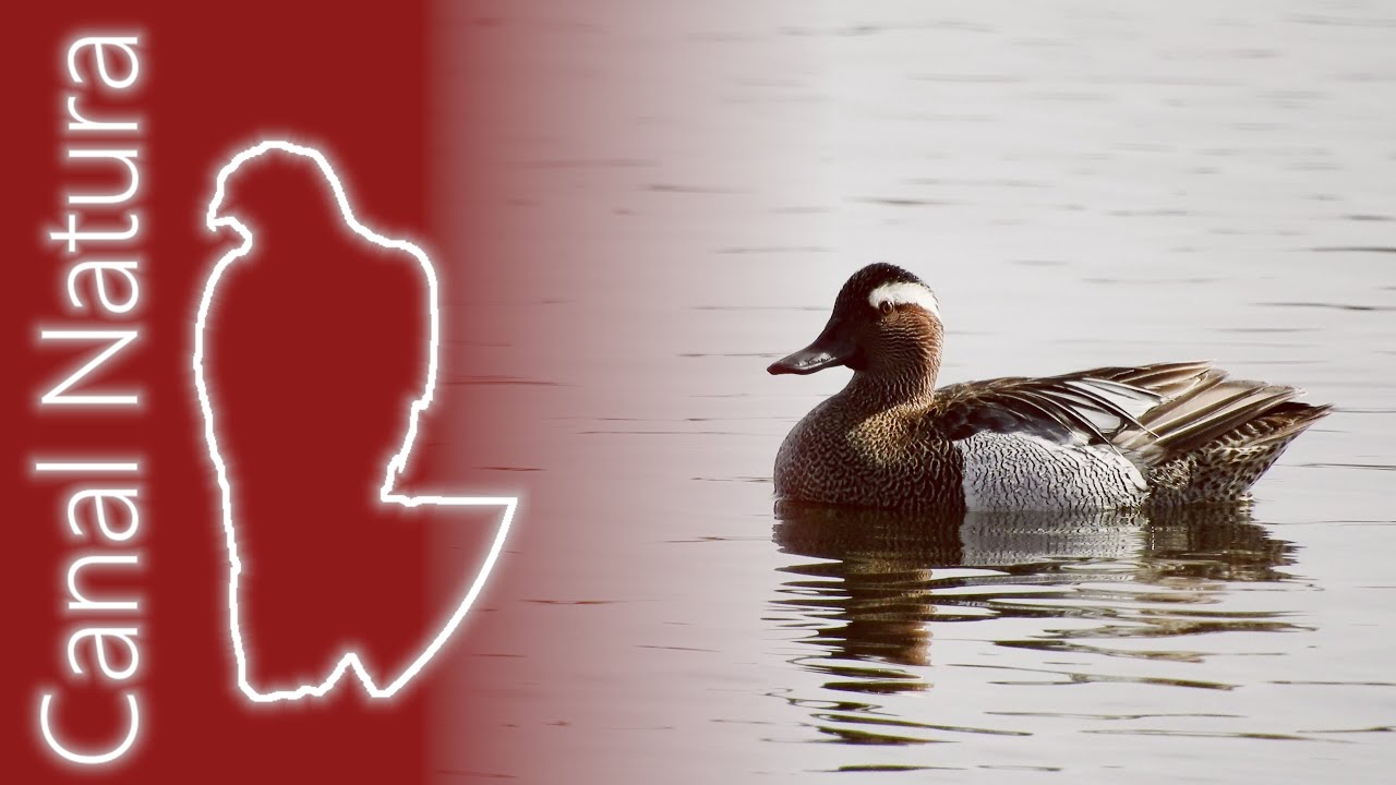 Cerceta carretona (Spatula querquedula) Garganey 4K