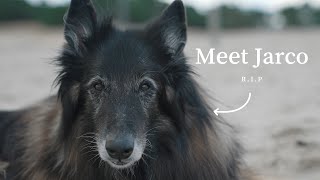 The Story of a Belgian Tervuren