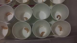 Superworm breeding pt.1