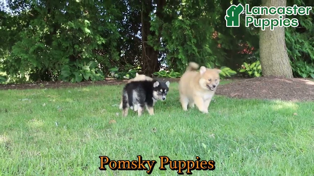 Sweet Pomsky Puppies