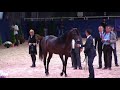 Memories of Aachen 2019 - All Nations Cup - Part 3 - Class 6 - Colts, 3 Years old