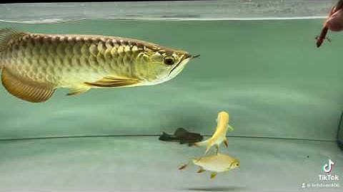 Cho cá rồng ăn thạch sùng bao sung