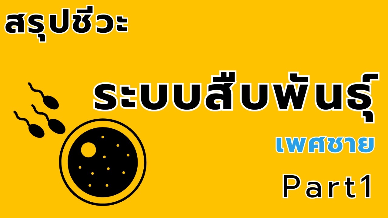สรุปชีวะ ระบบสืบพันธุ์ part.1 เพศชาย