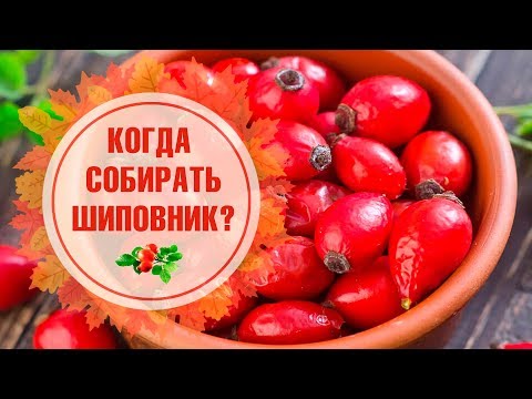 Когда собирать шиповник? ☝ Полезные свойства шиповника &#55356;&#57119; Обзор hitsadTV