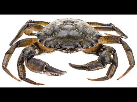 3 არსება რომლის შესახებაც  არაფერი გსმენიათ