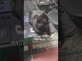 Tech Support was not prepared for Monday. 😭 #cat #catshorts #workhumor #blackcat #officememes