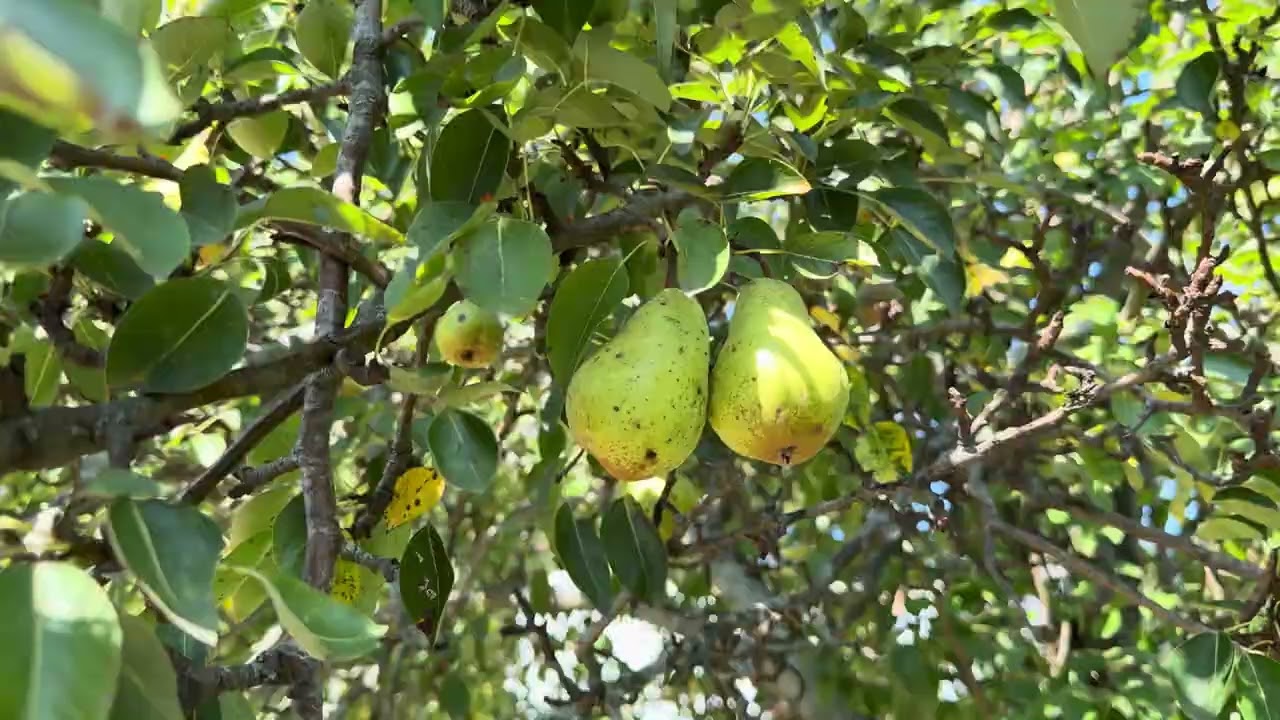MOSTRANDO OS PES DE FRUTAS E COLHENDO VERDURA