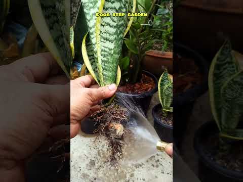 Washing the roots of Sansevieria 😍😍😍