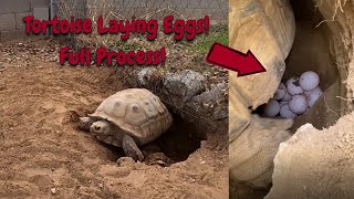 My Sulcata Tortoise Is Laying Eggs! (8 hour timelapse)