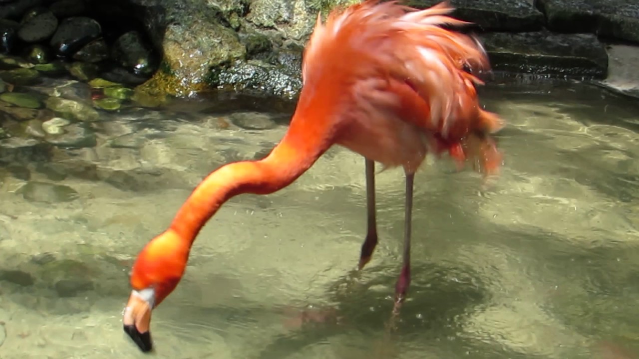 Key West Flamingo Mating Season