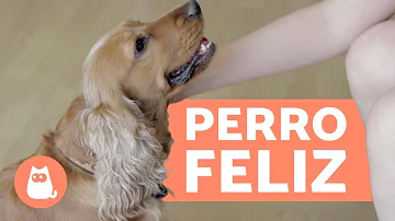 ¿Qué hace más feliz a un perro?