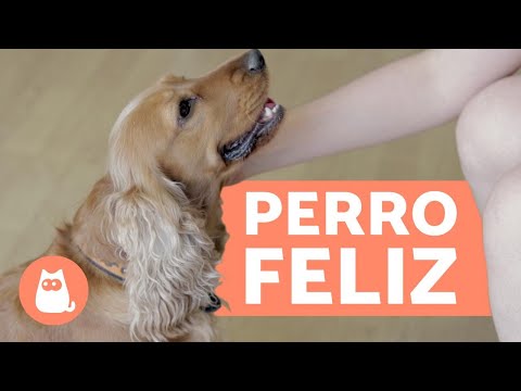 Video: Cómo Hacer Feliz A Tu Perro