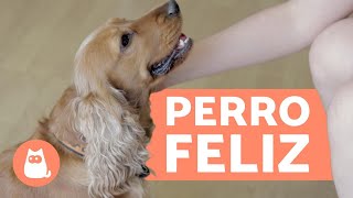 ¿Cómo hacer más feliz a tu perro?  10 CLAVES imprescindibles