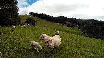 New Zealand Sheep and Lambs Time lapse