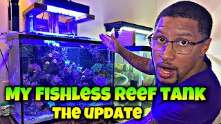 My Fish-Less Reef Tank The Update