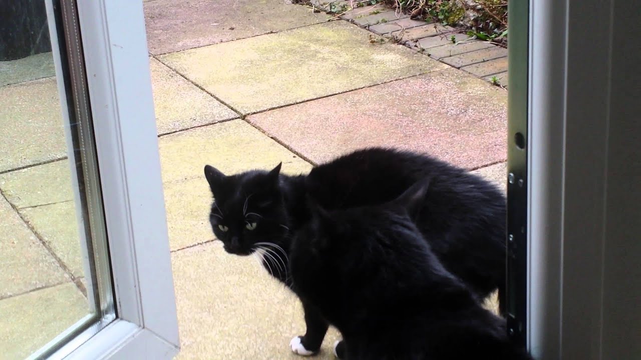 Back Door Open - My Cat Guarding the Door