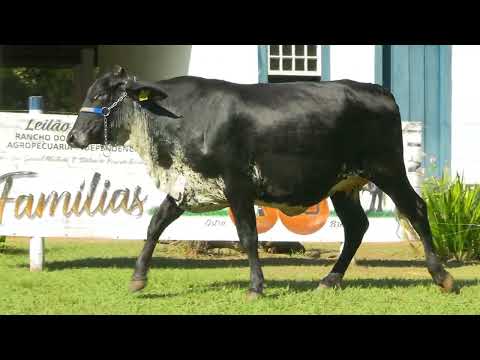 LOTE 36 • 10º LEILÃO FAMÍLIAS • GIROLANDO E GIR LEITEIRO • 7707CK
