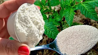 TOP 100 NAJGLEDANIJIH VIDEA!!! Paradajz, Paprika, Krastavac-HITNO im dajte ovu prihranu