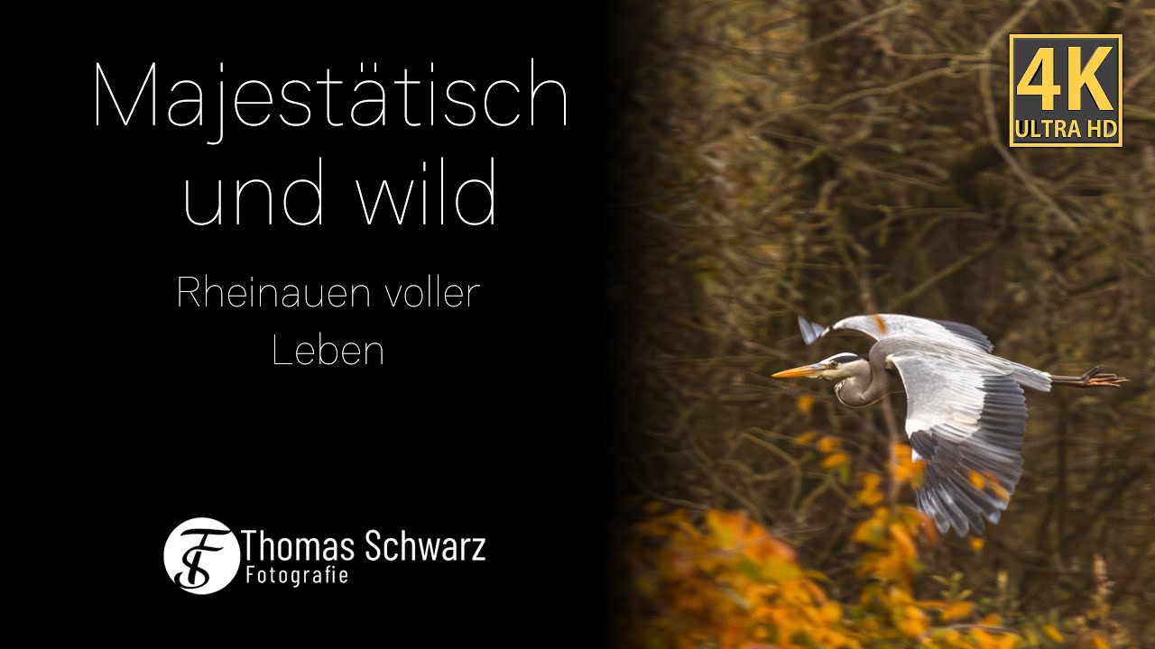 Majestätisch und wild -  Rheinauen voller Leben #4k #wildlife