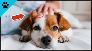How Dogs Choose Their Favorite Person ❤️ (Are YOU?) by Dogtube 129 views 9 months ago 1 minute, 55 seconds