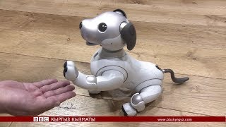 Click: "Айбо" атту акылдуу робот күчүк - BBC Kyrgyz Click: "Айбо" атту акылдуу робот күчүк - BBC Kyrgyz