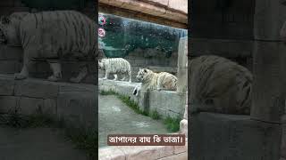 জাপানের বাঘ কি তাজা!! #tiger #lion #animals #strong #health #bd #video #japan #zoo #live #travel