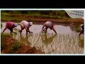 Rice Fields Therapy ! Indian village rice plantation.