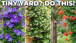 Tiny Yard? Plant These 7 Vertical Climbers and Transform It Into a Living Paradise