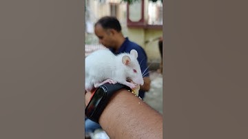 Pilku waiting for Pilka #IIT #BHU | #Animalover | Srivalli
