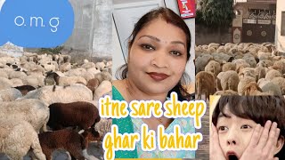 Omg Itne Sare Sheep Kahan Se Agaye Yahan Per Vlog Video