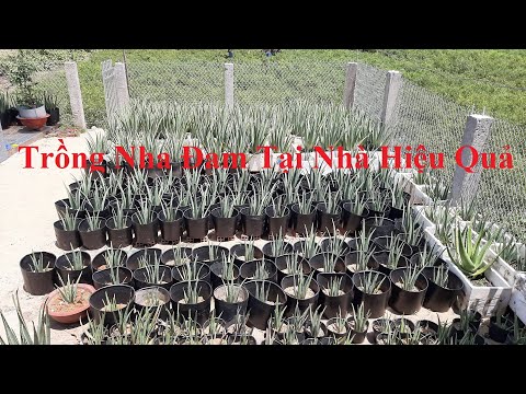 Video Trồng Nha Đam Tại Nhà Làm Chơi Mà Ăn Thật|| Cách Trồng... - youtube
