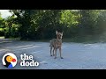 Puppies Can't Stop Wagging Their Tails When They're Reunited With Mom | The Dodo