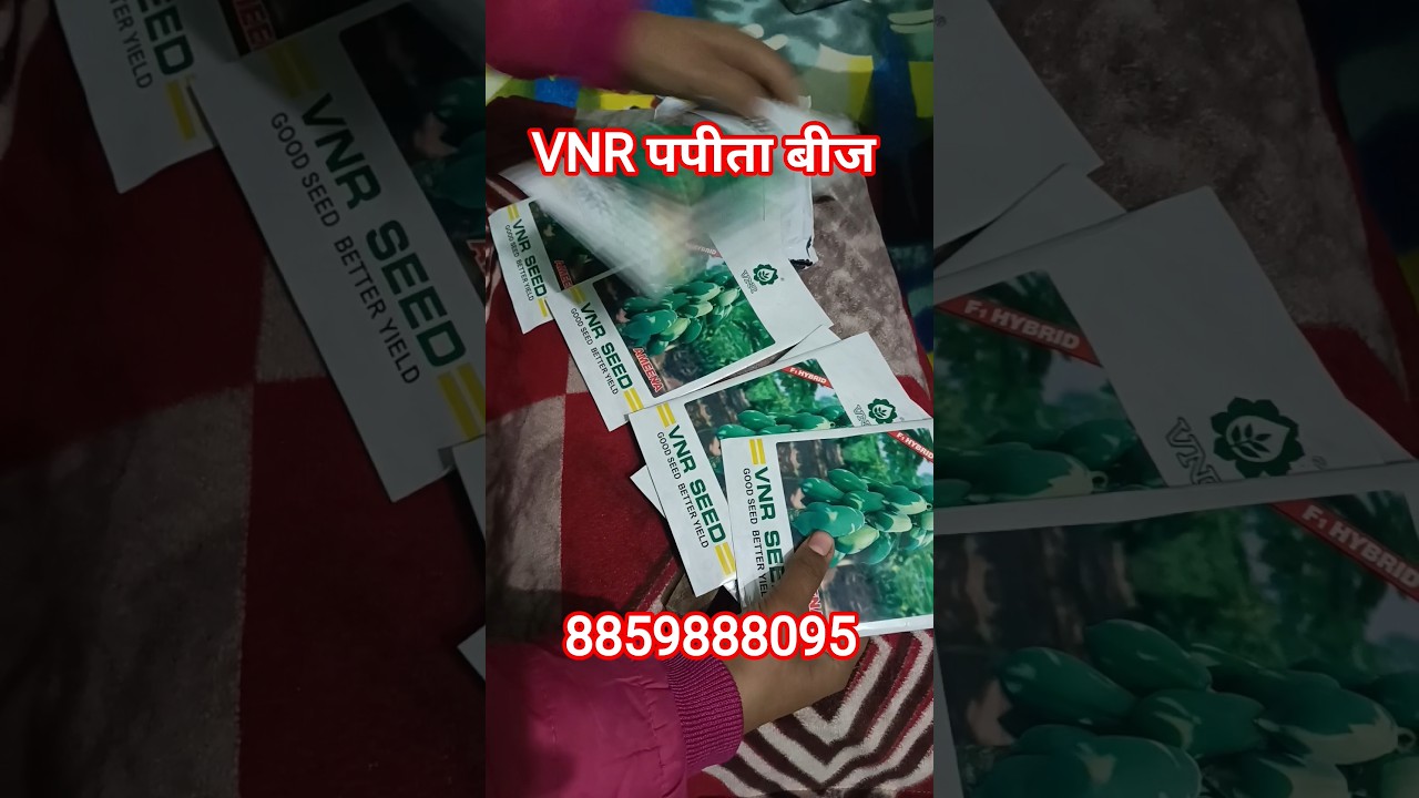 VNR Ameena F1 Papaya Seeds 8859888095 