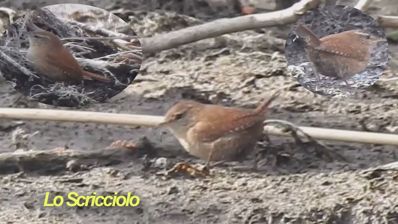Lo SCRICCIOLO : 10 grammi di bellezza e simpatia.