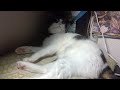 猫が起きるまでの耐久作業用動画８