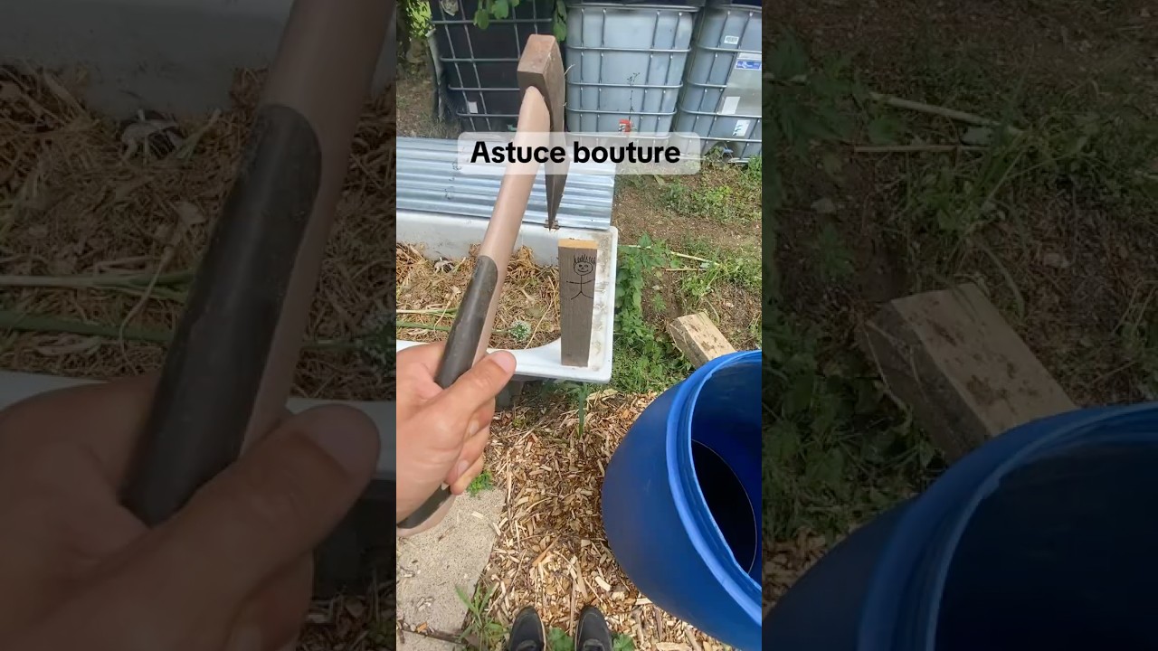 Bouturage astuce #jardin #potager #naturelovers