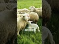 All of us, like sheep, have strayed away. Yet the LORD laid on him the sins of us all Isaiah 53:6